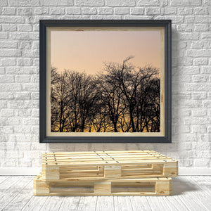 Colour nature photograph of bare tree silhouettes beneath a softly coloured evening sky.