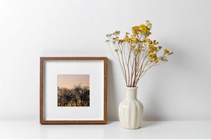 Square sunset photograph balancing dark bare trees with a smooth peach-to-yellow sky.