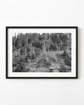Image for Kahle Bäume im Waldland von Bonaventure Island | Monochrome Fotografie