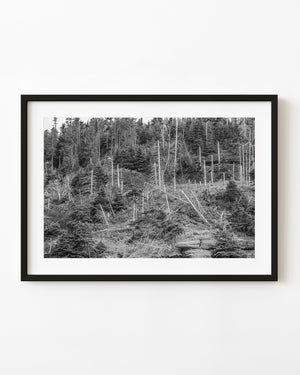 Pale bare trunks stand among darker evergreens on a Bonaventure Island woodland slope in black and white.