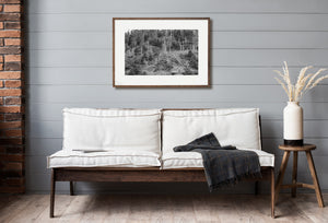 Leaning stems and broken wood interrupt rows of pale trunks on the Quebec forest slope.
