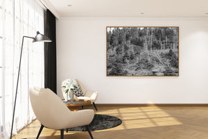 Horizontal black and white Bonaventure Island woodland scene filled with overlapping trunks and fallen limbs.