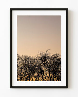Bare treetops form a dark lower border beneath a broad pale gold and peach sunset sky.