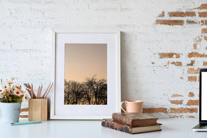 Warm sunset light fades into quieter upper tones above a dense line of bare branches.