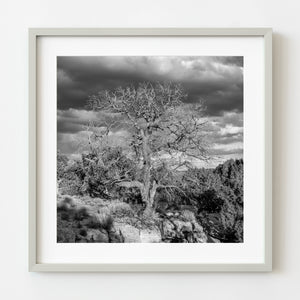 Bare tree in Monument Valley in monochrome