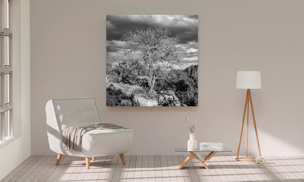 Monochrome tree against rugged terrain in Monument Valley