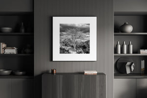 Resilient tree in desert landscape, Monument Valley