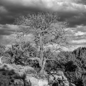 Twisted tree with stormy sky in Monument Valley