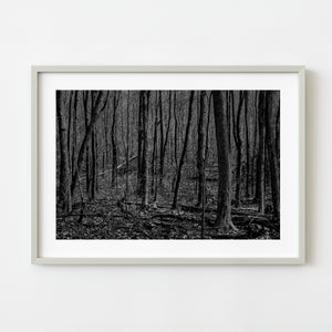 Black and white barren forest