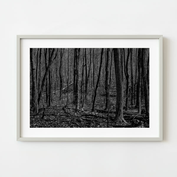 Black and white barren forest