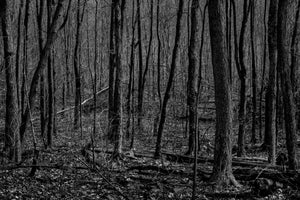 Early spring forest Haliburton