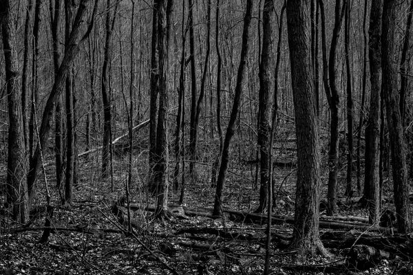 Early spring forest Haliburton