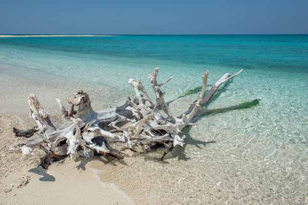 Florida Keys landscape