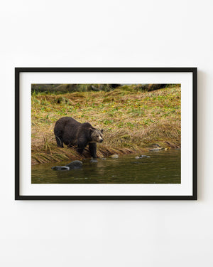 A bear stands beside green river water and flattened gold grass in British Columbia.