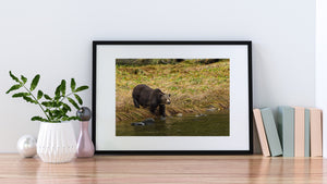 British Columbia bear photograph with warm grasses and small stones along the shore.