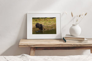 A pale-faced bear stands at the edge of olive-green river water.