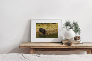 Horizontal wildlife photograph of a bear among riverside grass in British Columbia.