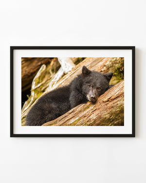 A bear cub rests its head on a weathered log surrounded by rough wood and moss.