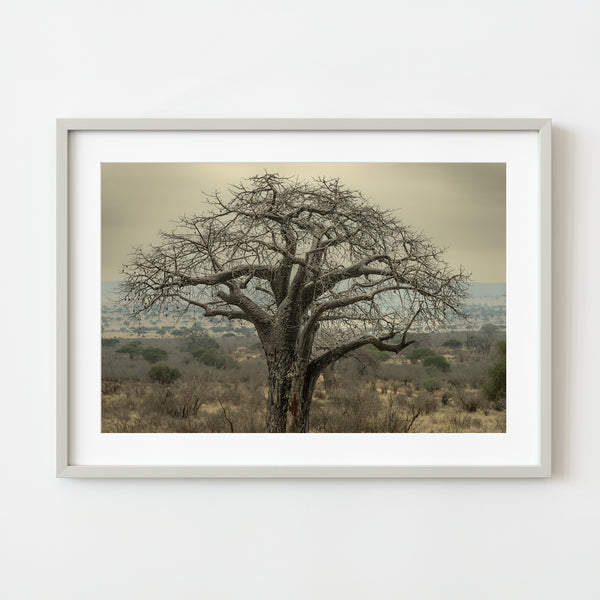 Beautiful Baobab in Tarangire National Park Tanzania| Photo Art Print