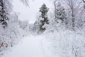 Snowy Forest and Quiet Winter Trail Landscape Print