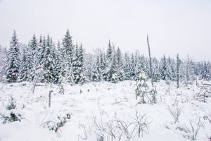 Beautiful winter landscape Haliburton Highlands | Wall Art