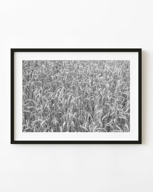 Bending wheat heads and dense overlapping stalks in black and white