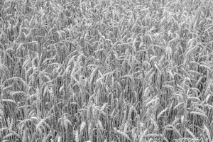 Champ de blé doré en noir et blanc