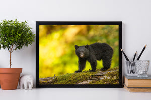 Colour wildlife photograph of a young Canadian black bear on a woodland log.