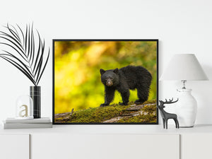 Dark-furred bear cub against a softly blurred yellow-green forest.