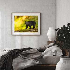 Small black bear perched on rough bark and fresh green moss.