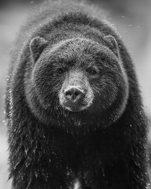 若いツキノワグマの白黒の肖像画