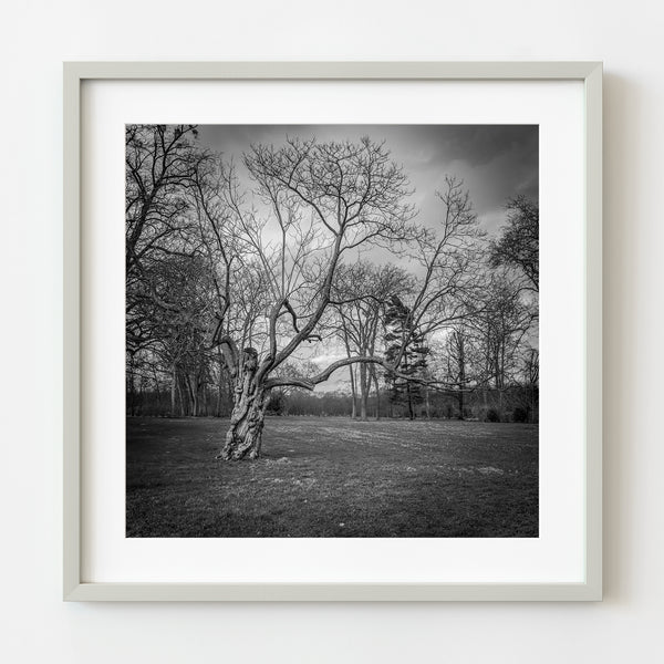 Gnarled tree black and white photograph