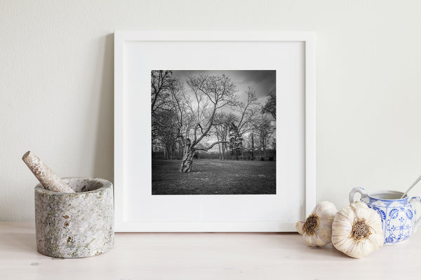 Black and white countryside tree