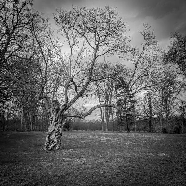 French landscape with old tree