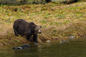 Black bear by the river in early morning fog | Wall Art