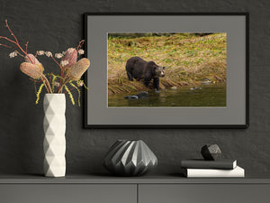 Black bear by the river in early morning fog | Wall Art