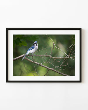 A blue jay perches on a bare curved branch against soft green foliage.