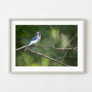 Blue Jay bird photograph