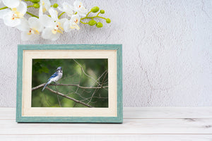 Colorful bird on branch