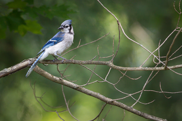 Bird perched on a branch