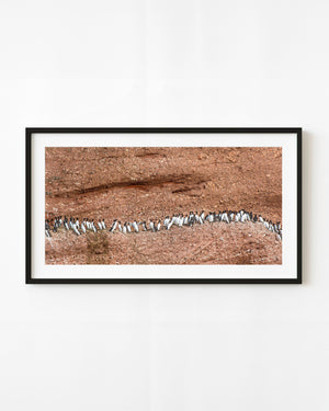 Seabird colony on a red cliff ledge on Bonaventure Island, Quebec