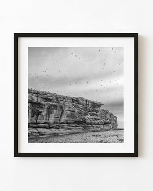 Seabirds above layered Bonaventure Island cliffs in black and white