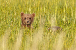 A bear cub peers through tall meadow grass in a British Columbia wildlife photograph.