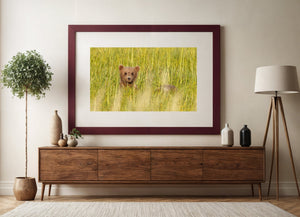 A young brown bear looks forward through layers of tall grass.