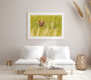 A quiet bear cub amid dense green grass in a Canadian wildlife scene.