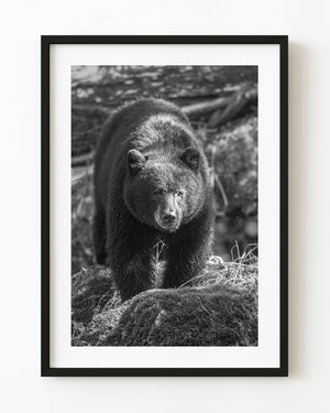 Black bear among mossy rocks in British Columbia, photographed in black and white.