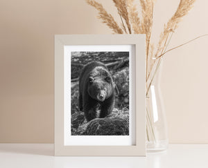 Light catches a black bear’s muzzle and forehead above rough mossy rocks.