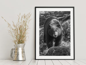 A bear stands among woodland stones, dry stems and fallen branches.