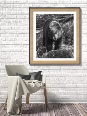 British Columbia black bear looking toward the camera in rocky woodland.