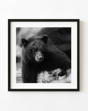 Black bear portrait in British Columbia, photographed in black and white.